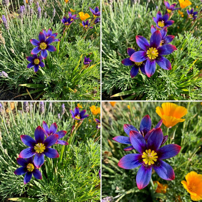 Blue Red Sparaxis Tricolor Flower Seeds for Planting