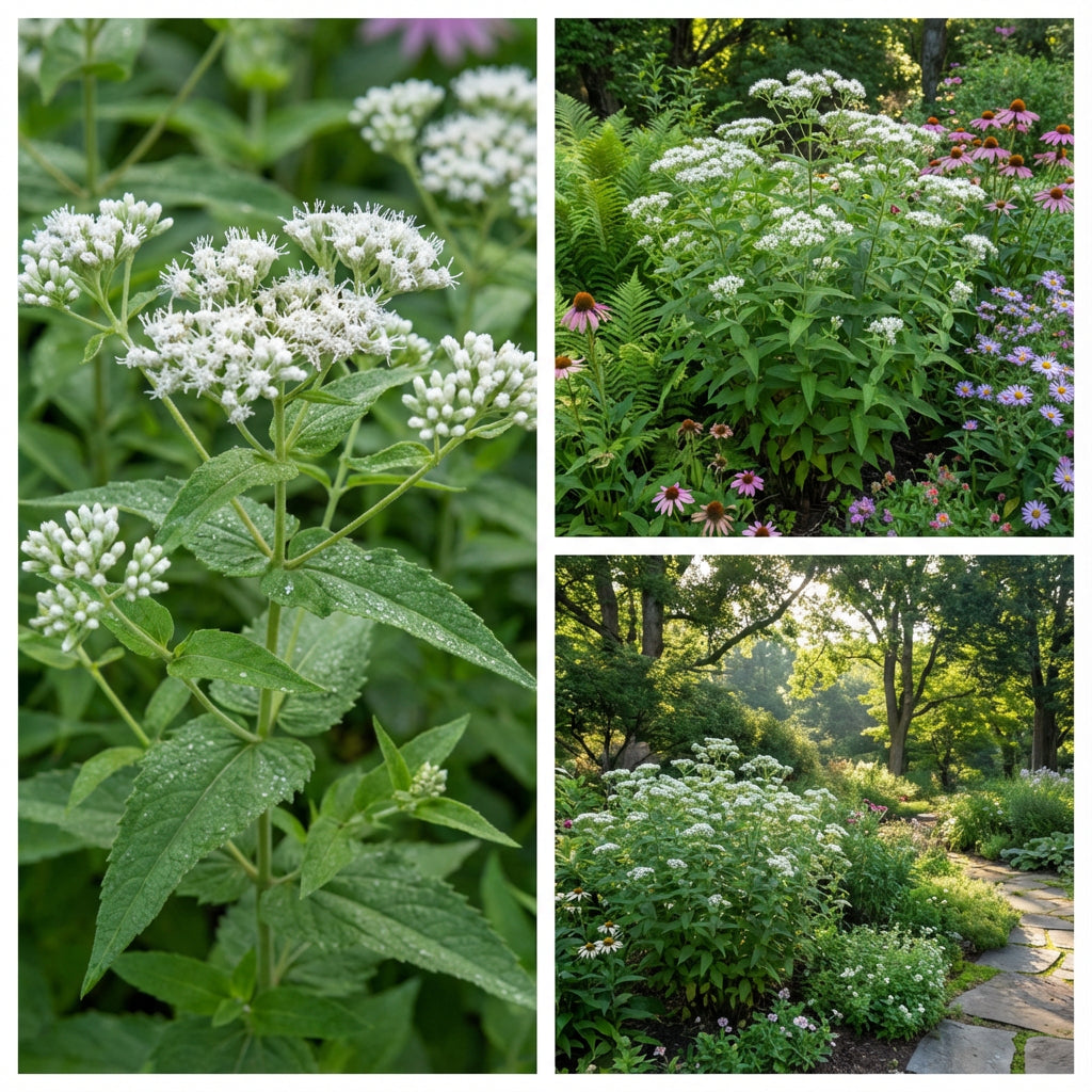 Boneset Seeds - Eupatorium Perfoliatum - Bee & Butterfly Pollinator Garden Flower Perennial