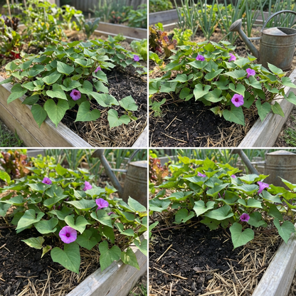 Sweet Potato Vegetable Seeds Planting Redish Brown