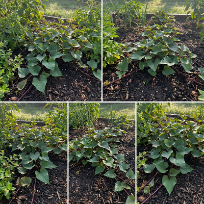 Sweet Potato Vegetable Seeds Planting Redish Brown