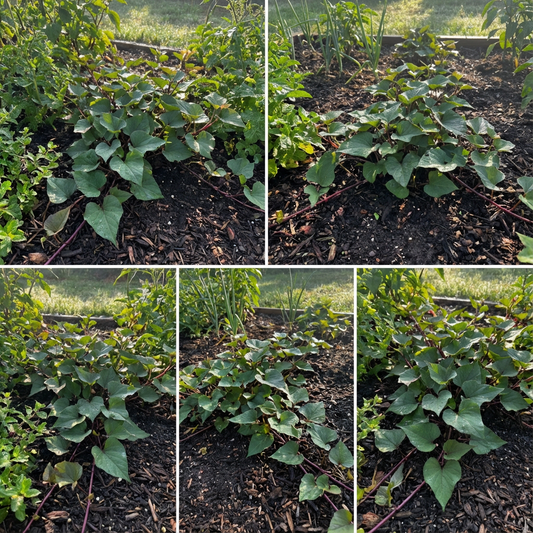 Sweet Potato Vegetable Seeds Planting Redish Brown