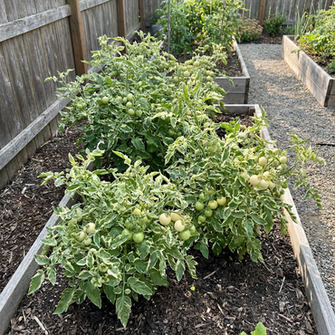 Green and White Tomato Seeds for Planting