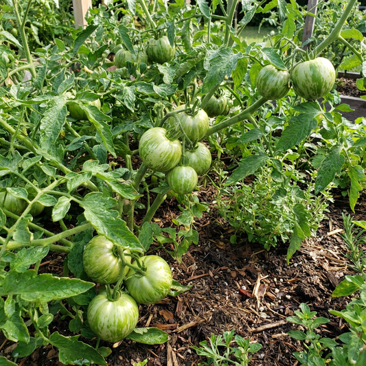Green and White Tomato Seeds for Planting