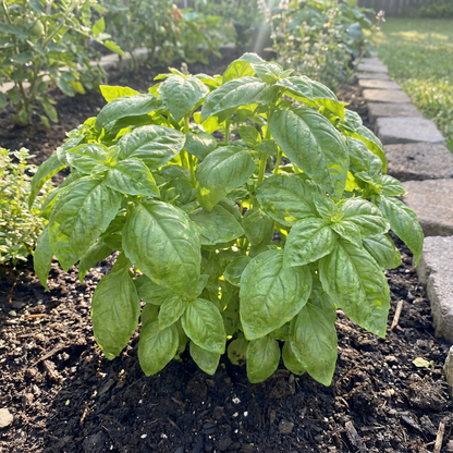Basil Seeds for Planting - Green Variety