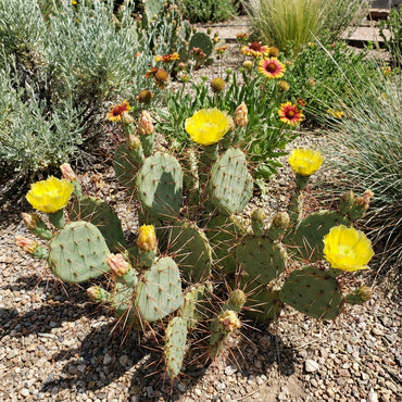 Yellow Opuntia Macrorhiza Planting Seeds