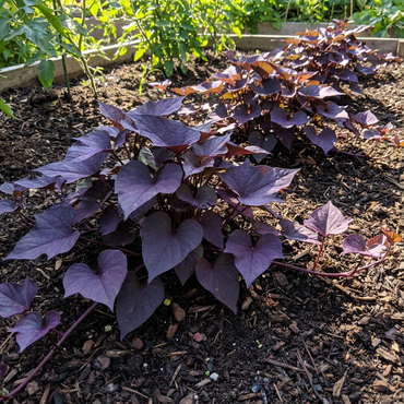 Dark Purple Sweet Potato Seeds for Planting