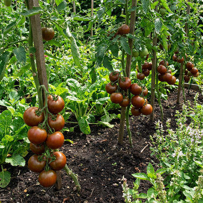 Chocolate Brown Tomato Seeds for Vegetable Planting