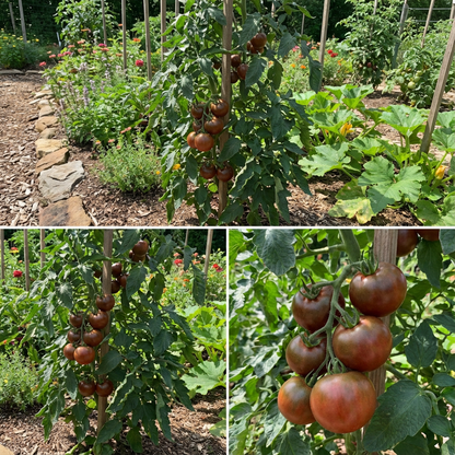 Chocolate Brown Tomato Seeds for Vegetable Planting