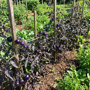 Violet Tomato Seeds for Easy Vegetable Planting