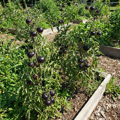 Violet Tomato Seeds for Easy Vegetable Planting