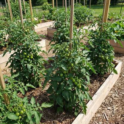 Tomato Seeds Vegetable Planting Dark Green