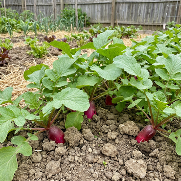Dark Pink Radish Seeds for Planting - Vibrant Vegetable Variety
