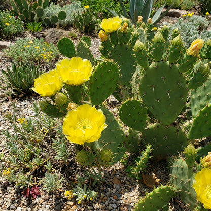 Yellow Opuntia Macrorhiza Planting Seeds
