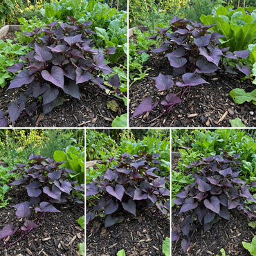 Dark Violet Sweet Potato Seeds for Planting