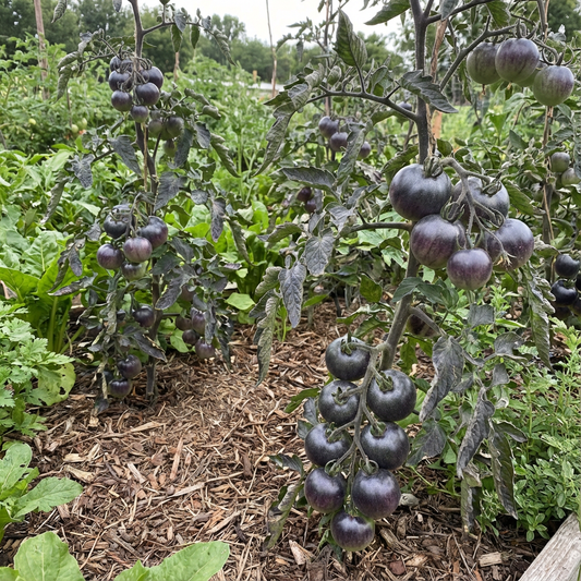 Dark Grey Tomato Seeds for Planting - Grow Your Own Vegetables