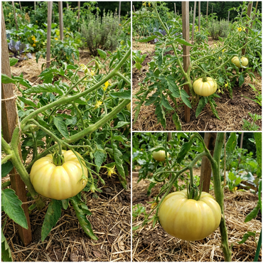Light Yellow Giant Tomato Seeds - Ideal for Home Planting