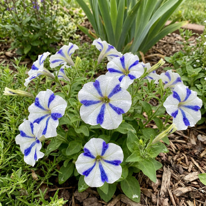White Blue Star Petunia Flower Seeds for Planting  Seed Ideal for Adding Unique Blooms to Gardens and Outdoor Spaces