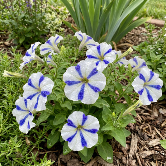 White Blue Star Petunia Flower Seeds for Planting  Seed Ideal for Adding Unique Blooms to Gardens and Outdoor Spaces