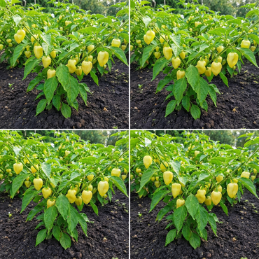 Light Yellow Chili Brazilian Vegetable Seeds for Easy Planting