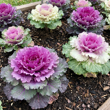 Brassica Oleracea Mixed Colour Vegetable Seeds for Planting