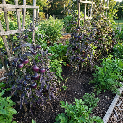 Violet Tomato Vegetable Seeds for Planting: Add Exotic Charm to Your Garden