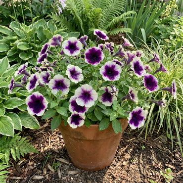 Violet White Petunia Flower Seeds for Planting