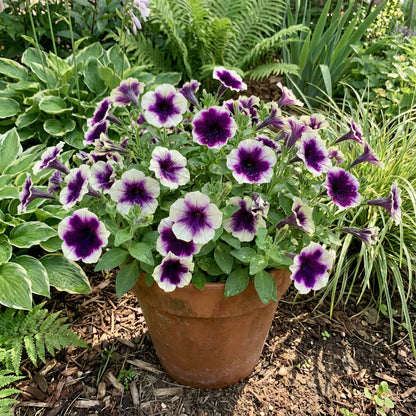 Violet White Petunia Flower Seeds for Planting