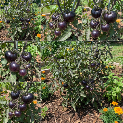 Violet Tomato Vegetable Seeds for Planting: Add Exotic Charm to Your Garden