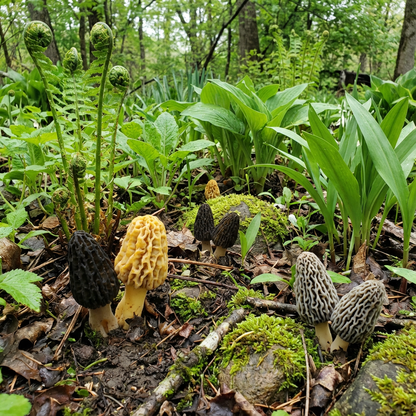 Mixed Morel Mushroom Seeds for Planting: Add Exotic Flavors to Your Colorful Garden