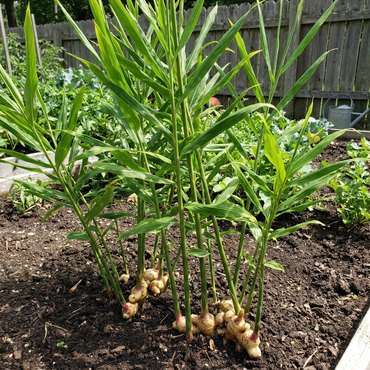 Ginger Vegetable Seeds for planting cream