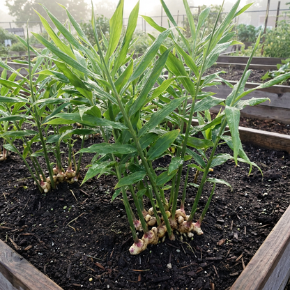 Ginger Vegetable Seeds for planting cream