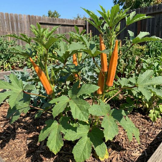 Okra Orange Vegetable Seeds for Vibrant and Productive Gardens
