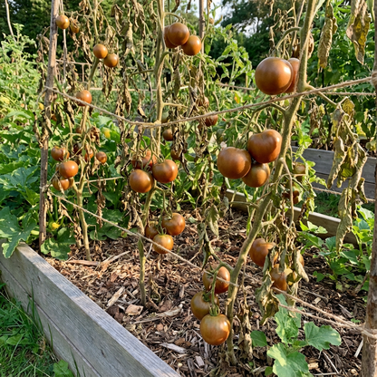 Nutritious Brown Tomato Seeds for Exotic Planting Displays