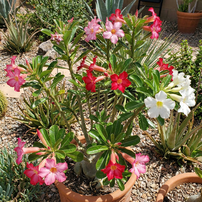 Mix Obesum Flower Seeds for Vibrant Planting