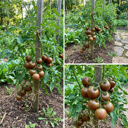 Nutritious Brown Tomato Seeds for Exotic Planting Displays