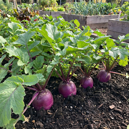 Nutritious Purple Radish Seeds for Planting
