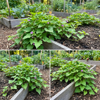 Sweet Potato Vegetable Seeds for Planting - Brown & Orange Varieties