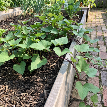 Sweet Potato Vegetable Seeds for Planting - Brown & Orange Varieties
