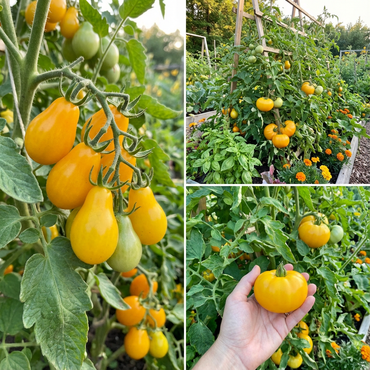 Yellow Tomato Seeds for Vibrant Planting and Bountiful Harvest