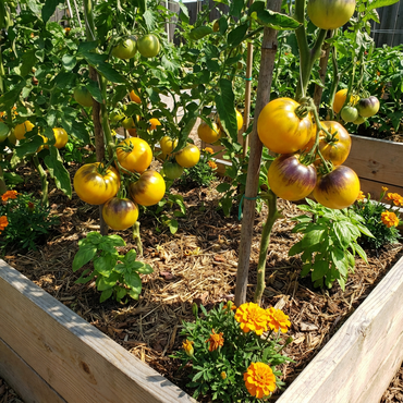 Tomato Vegetable Seeds for Planting Yellow and Black - Enjoy Vibrant Yellow and Black Tomatoes in Your Garden - Seed Included