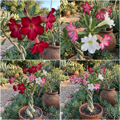 Mix Obesum Flower Seeds for Vibrant Planting