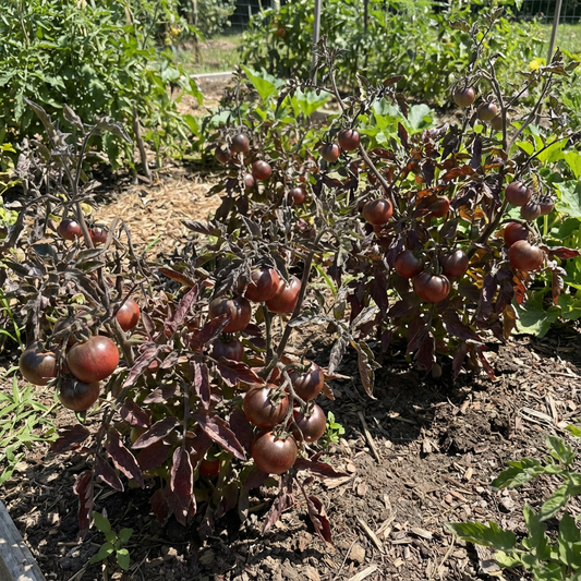 Tomato Vegetable Seed for Planting Maroon