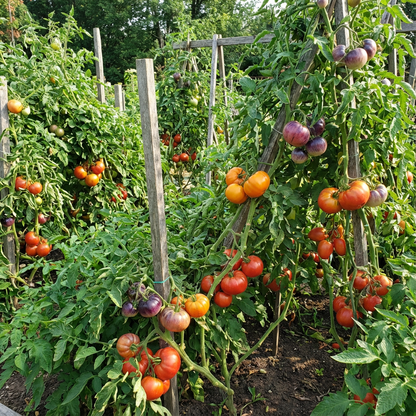 Mixed Giant Tomato Seeds for Planting - Discover a Variety of Giant Tomato Plants