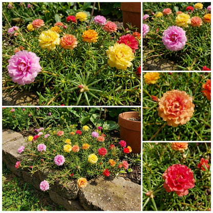 Mixed Moss Rose Flower Seeds for Planting