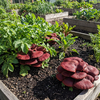 Red Mushroom Seeds for Planting: Harvest Nutritious Red Mushrooms