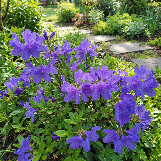 Blue Gibraltar Flower Seeds for Planting | Stunning Blue Blooms for Garden"