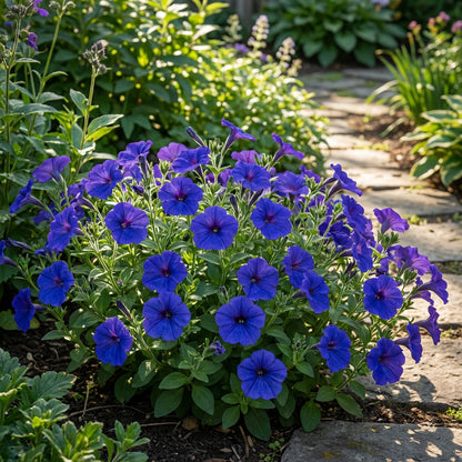 Blue Petunia Flower Seeds  Perfect for Planting