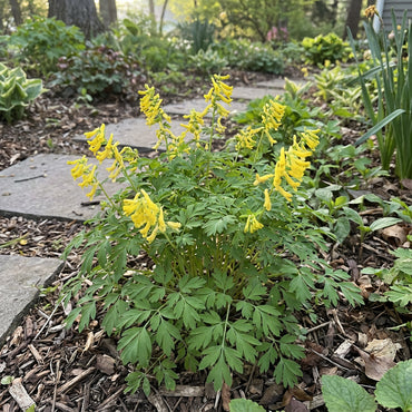 Yellow Corydalis Manchu Flower Planting  Seeds for Bright and Elegant Blooms in Your Garden