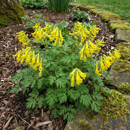 Yellow Corydalis Manchu Flower Planting  Seeds for Bright and Elegant Blooms in Your Garden