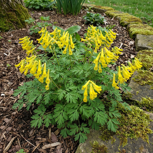 Yellow Corydalis Manchu Flower Planting  Seeds for Bright and Elegant Blooms in Your Garden